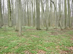 Hainich National Park